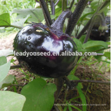 ME08 Yuanshen 90 days hybrid round eggplant seeds in agricultural